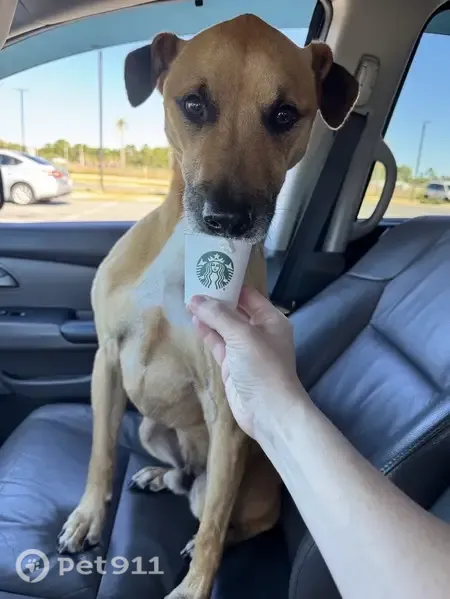 Lost dog, Flintwood Street, Navarre — male tan boxer mix, no collar - photo