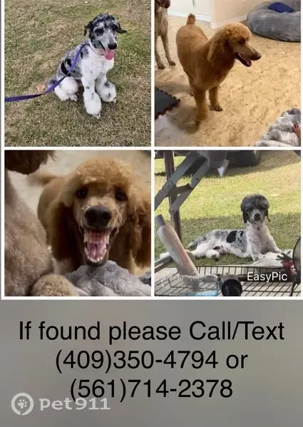 Lost dog, Abe Lincoln Avenue, 1124, Port Arthur — female red standard poodle - photo
