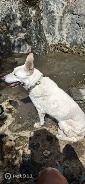 Perro perdido, Alquería Diseminado Alta (sendero de cabras), Mijas — hembra blanca de 14 años - photo