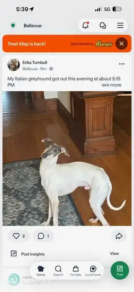 Lost dog, Eden Avenue, 333, Bellevue — male Italian greyhound, extremely skittish - photo