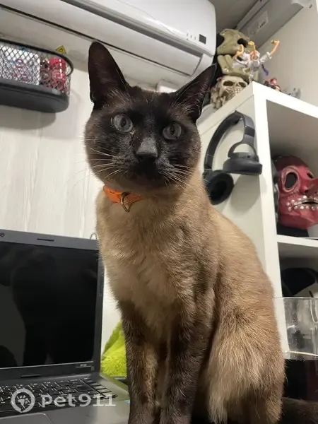 Gato perdido, Avinguda del Tèxtil, Terrassa — siamés de 10 años con collar naranja - photo