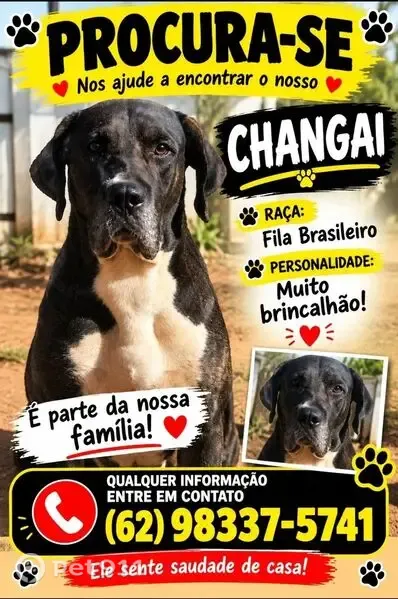Cachorro perdido, Jardim Dom Bosco, Aparecida de Goiânia - GO, Brasil — cor preta e branco no peito - photo