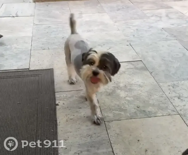 Lost Dog, Las Colinas Boulevard, 5353, Fort Worth — small white-and-brown male - photo