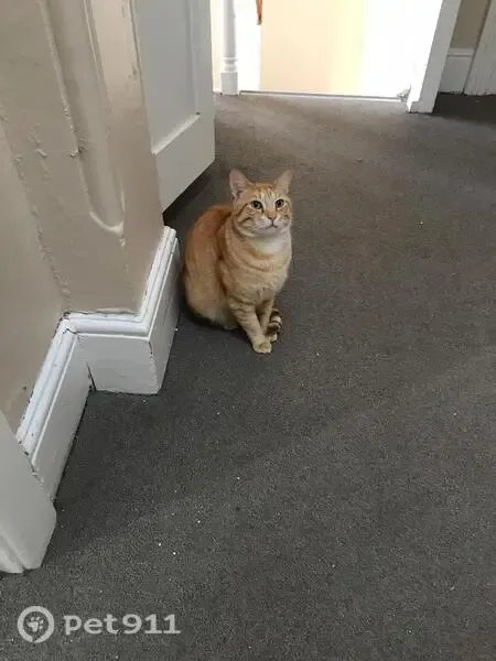 Lost cat, Paarl, Western Cape, Johannesburg — smallish neutered male tabby - photo