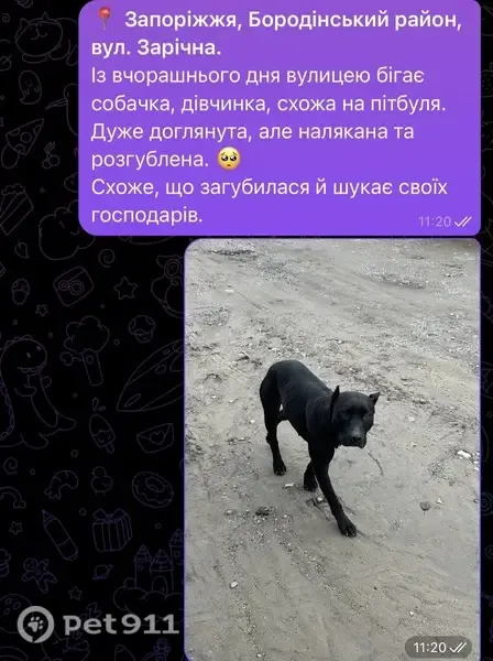 Знайдена собака, вулиця Половецька, Запоріжжя — чорна дівчинка - photo