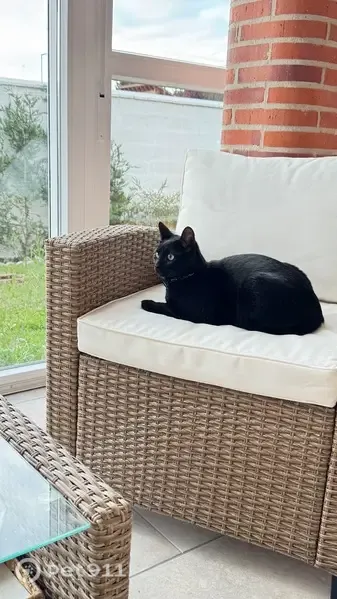 Gato perdido, Calle Juan Ramón Jiménez, 16, Viana de Cega, Valladolid — ojos verdes y collar verde - photo