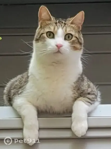 Lost cat, Cabot Court, 830, San Carlos, St. Louis — friendly 2-year-old male - photo