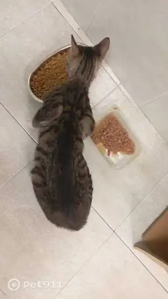 Encontrado gato macho, Mirasol Kondearen Kalea, Bilbao, Barcelona — atigrado gris con patas blancas - photo