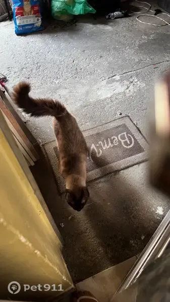 Encontrado gato macho, Rua Angelino Guerino, São Paulo — adulto e siamês - photo