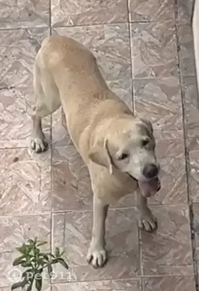 Cachorro encontrado, Rua Nossa Senhora das Graças, Manaus — labrador deitado em frente a uma garagem - photo