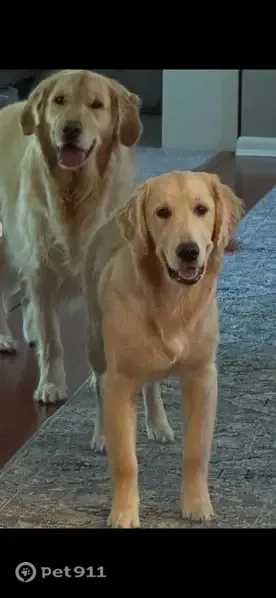 Lost Dog, East Galbraith Road, 3625, Cincinnati — tan Golden Retriever - photo