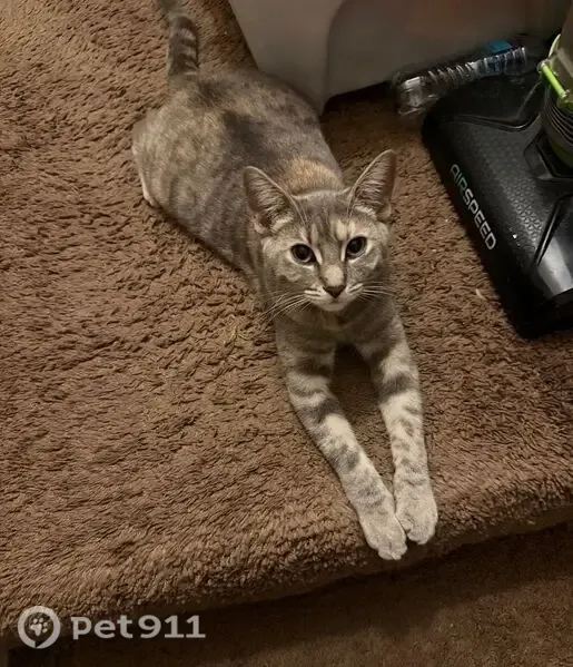 Lost cat, 24th Street Southeast, 619, Salem, Concord — friendly female, chipped - photo