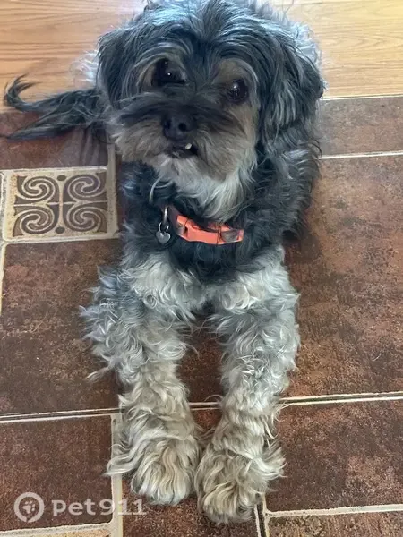 Lost Dog, West Glenrosa Avenue, 2808, Phoenix — female 12-year-old Yorkie Poo - photo