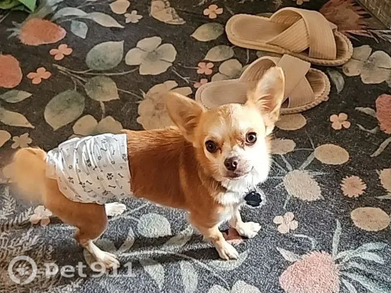 Lost male dog, Breazeale Road, 701, Liberty — 4.5-lb Chihuahua mix - photo