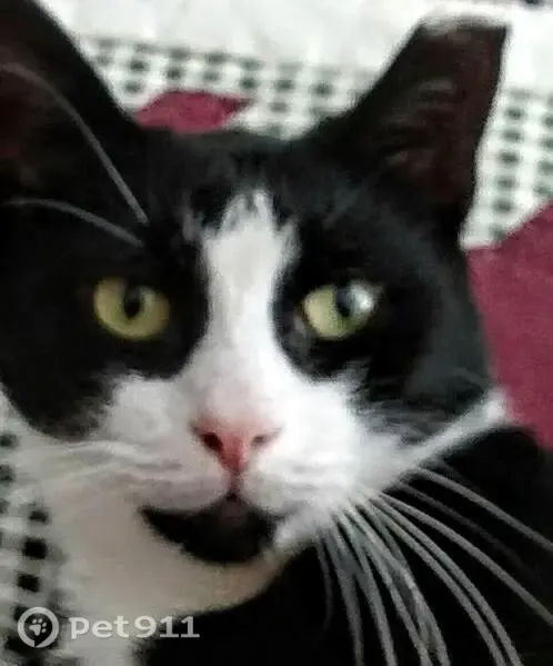 Lost male cat, Birdseye Street, 696, Stratford — tuxedo with a cropped left ear - photo