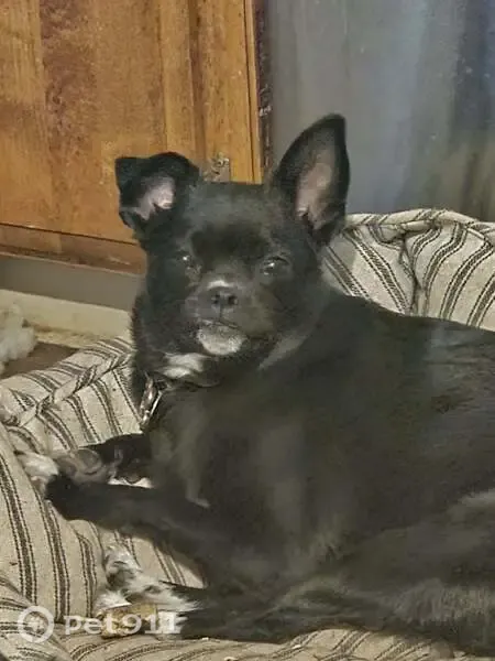 Lost dog, 4960 West, 4544, West Valley City, West Valley City — female black Pomeranian mix - photo