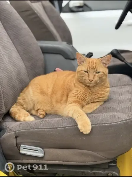 Lost male cat, Church Avenue, 87, Islip, Central Islip — orange with some white fur - photo