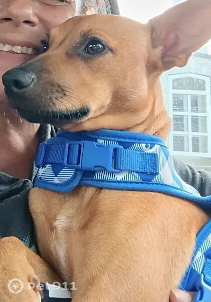 Lost dog, North Road, 91-950, Ewa Beach — male dog given away without permission - photo