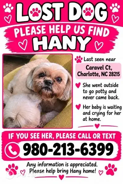 Lost female dog, Caravel Court, Charlotte — white with light brown fur - photo