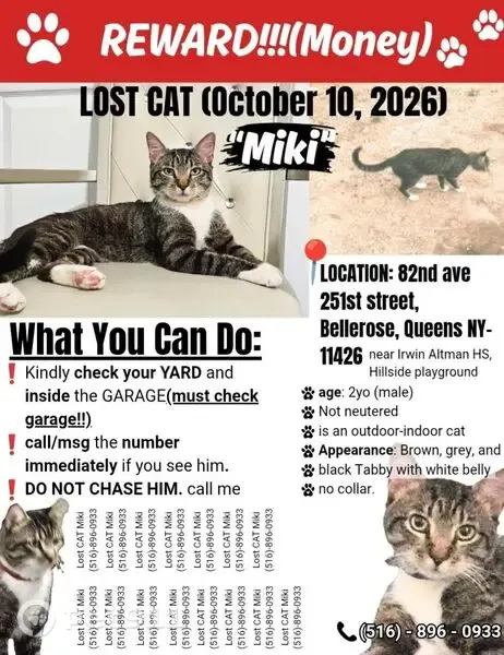 Lost cat, male, Bellerose, New York, Manhattan - photo