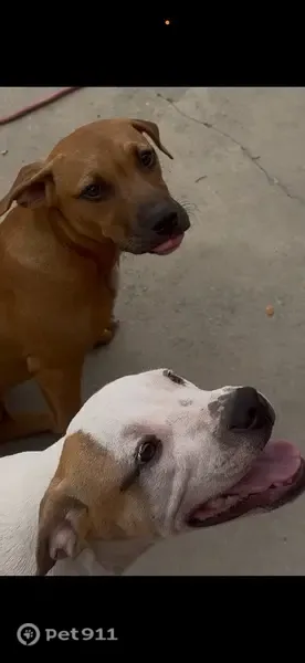 Lost female dog, Highway 100, Starke, Miami — red pit mix with a white chest patch - photo