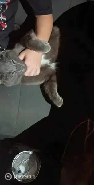Lost cat, 23rd Avenue, Sweet Home — male with a white tummy - photo