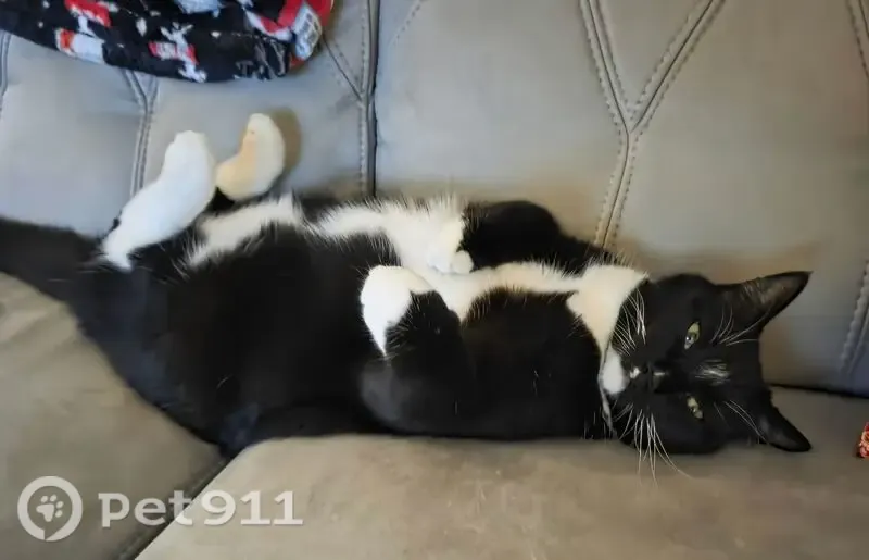 Lost cat, Glorieta Drive, 466, St. Augustine — tuxedo cat with Cerebellar Hypoplasia - photo