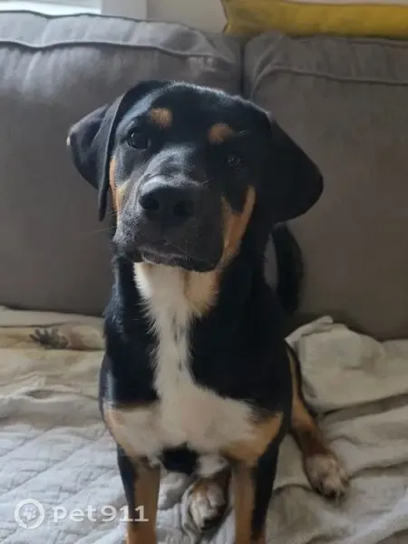 Lost Dog, Diamond Bluff Road, 712, Quitman — Young Neutered Male Hound Mix - photo