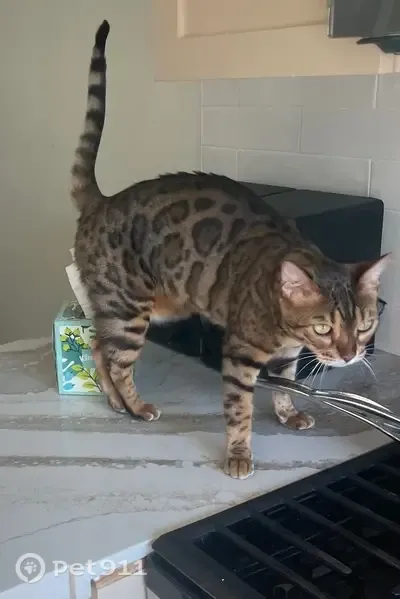 Lost cat, North Avenue 55, 1766, Los Angeles — female Bengal with leopard spots - photo