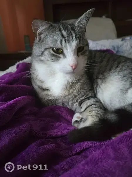 Lost cat, male, Shirley Street, 25, Greater Dandenong, Dandenong — grey and white striped, 4 years old - photo