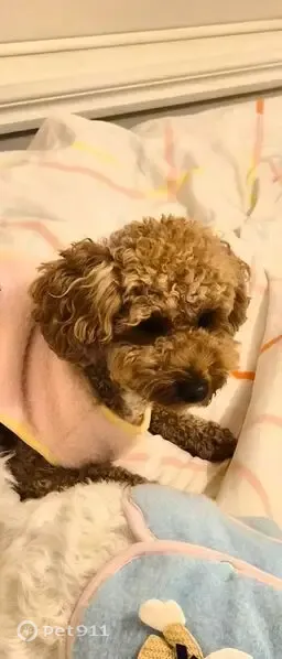 Lost dog, Rich Street, Noble Park, Melbourne — female with brown fur and a white neck - photo