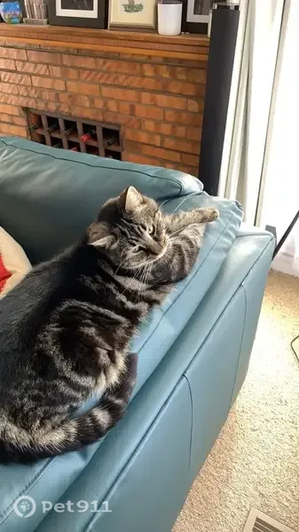 Lost cat, Acheron Avenue, 7, Darebin, Melbourne — 11-year-old grey tabby - photo