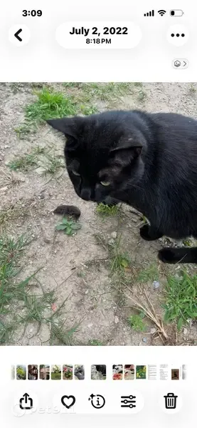 Lost male cat, North 825 East, 2117, Churubusco — black and chubby - photo