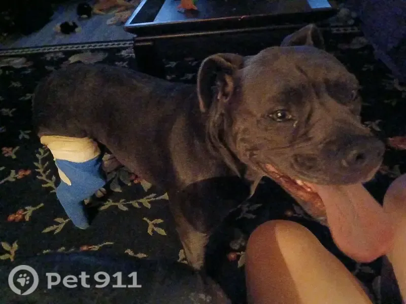 Lost dog, Oregon Drive, 1580, Knoxville — male with a cast on his hind right leg - photo
