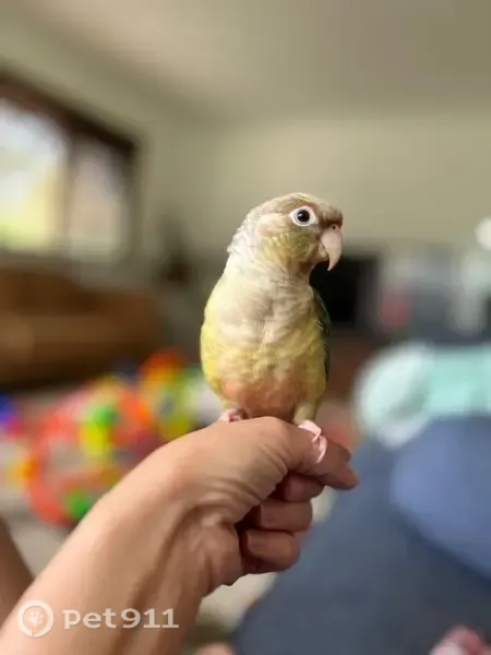 Lost bird, Chuwar, Queensland, Karana Downs — friendly 3-year-old green-cheek conure - photo