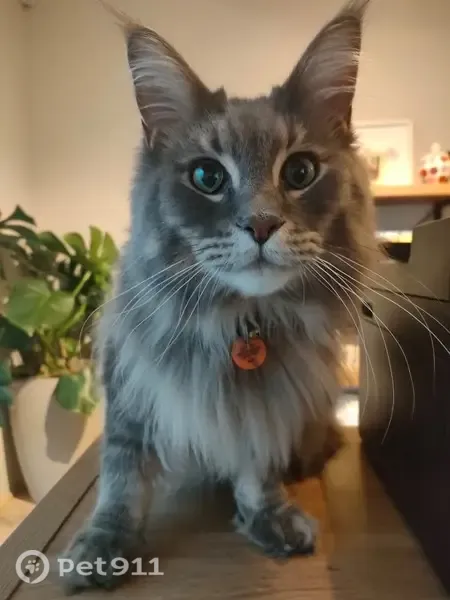 Lost Cat, Mebbin Grove, Wanneroo, Perth – male blue-grey Maine Coon - photo