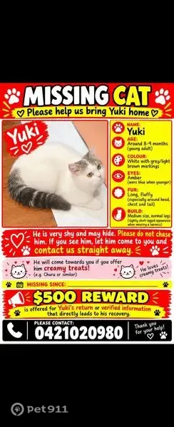 Lost cat, Cardigan Street, 77, Melbourne — male with grey/brown markings around the eyes and ears - photo