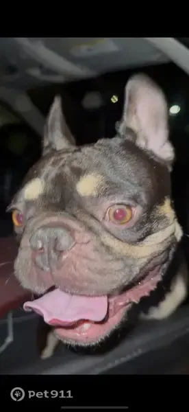 Lost dog, Raymond Avenue, 2874, Stockton — small scar on head - photo