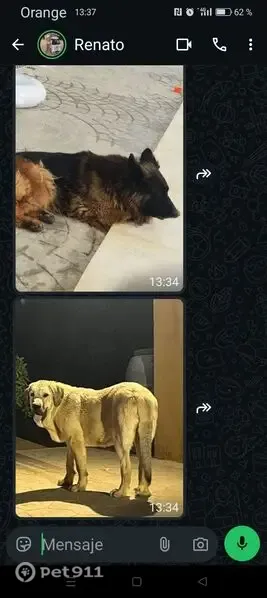 Perro perdido, Carmona, Andalucía, Carmona — se ha escapado y está desorientado - photo