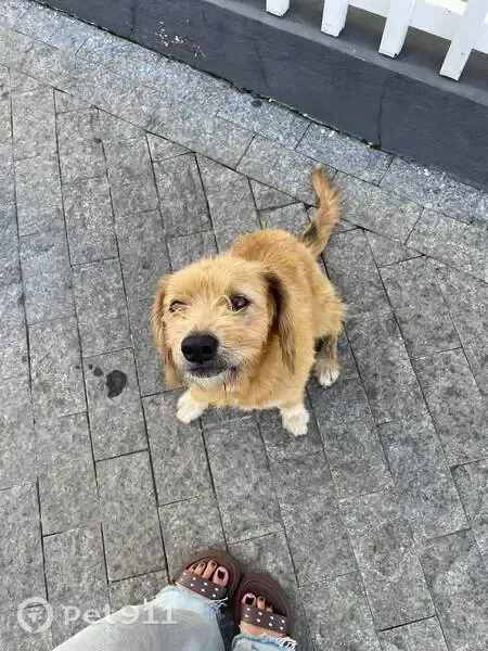 Cachorro encontrado, Rua Arnaldo Francisco do Prado, 410 — fêmea caramelo, dócil e castrada - photo