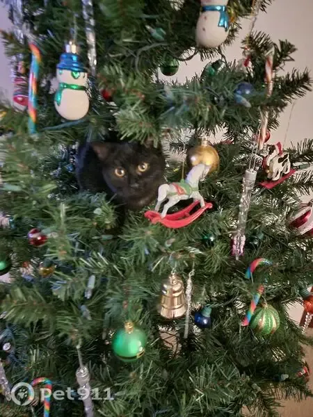 Lost cat, female, North Bentley Avenue, 314, Niles, Warren — black with a white chest - photo