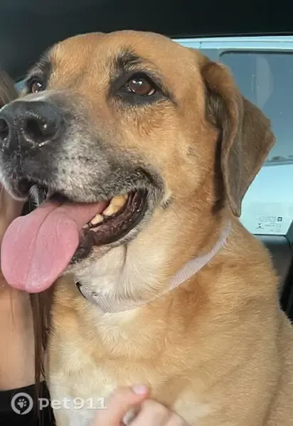 Lost female dog, Ozark Avenue, 2901, McAllen — older with white hair around her mouth - photo