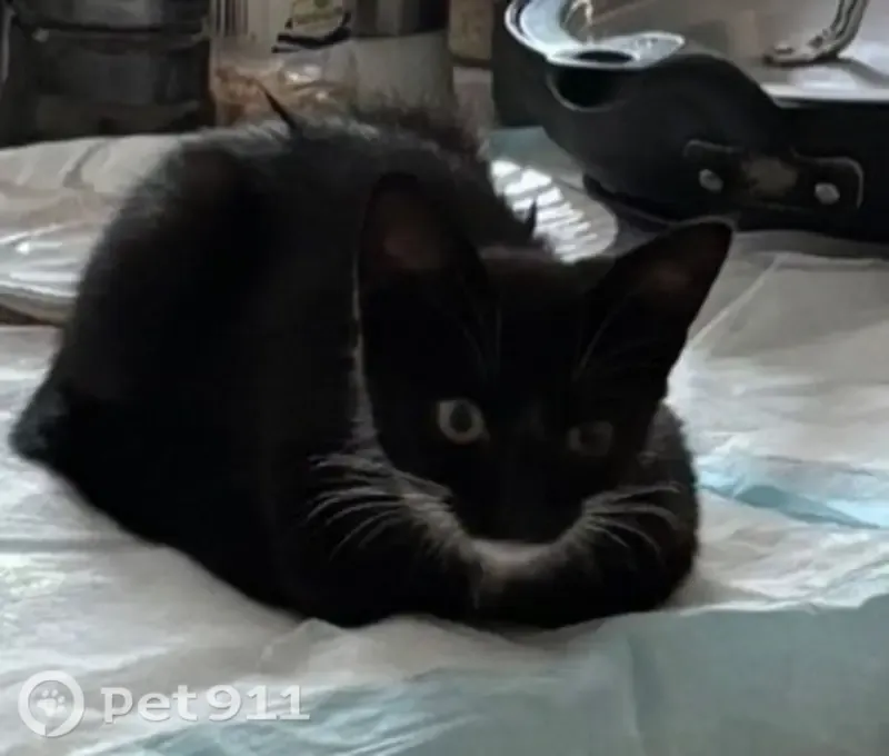 Lost cat, 218th Street, 87-18, Queens — 6-month-old male, needs medication - photo