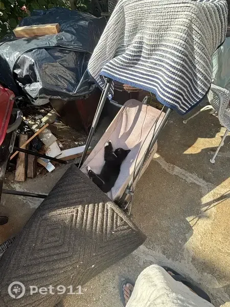Lost cats, Hillside Avenue, 218-11, Queens — scared of people - photo