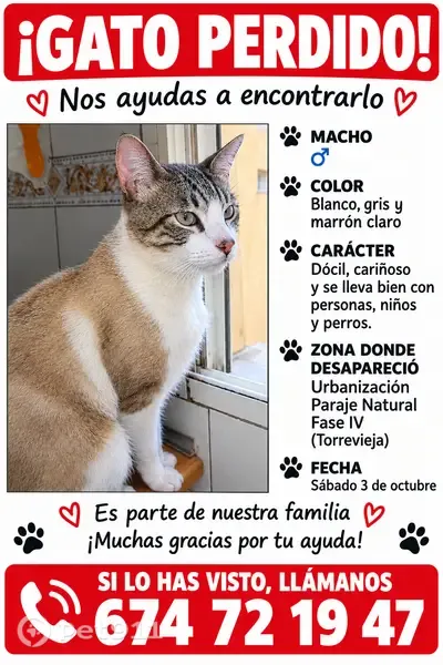 Gato perdido, Urbanización Paraje Natural, Torrevieja, Valencia — muy sociable - photo