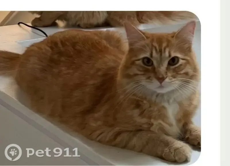 Lost cat, Redmond, Washington, Seattle — male with a soft orange coat - photo