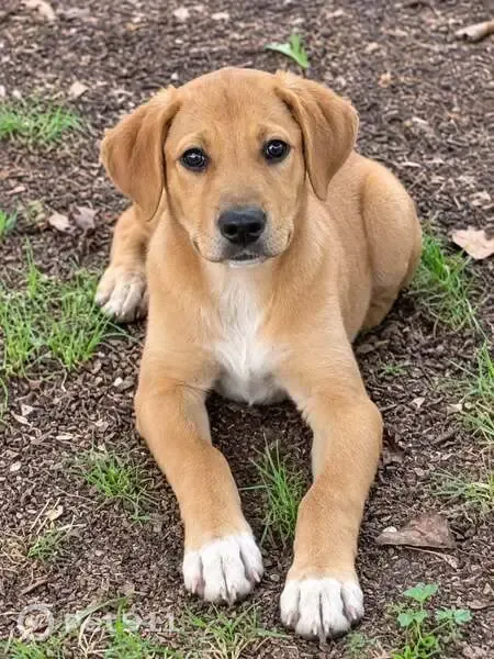 Lost dog, Easley, South Carolina, Clemson — male with white feet - photo