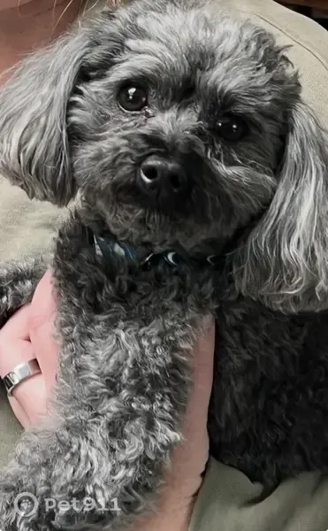 Lost dog, Lakewood Drive, Rockford, New Berlin — male black-and-graying toy poodle - photo