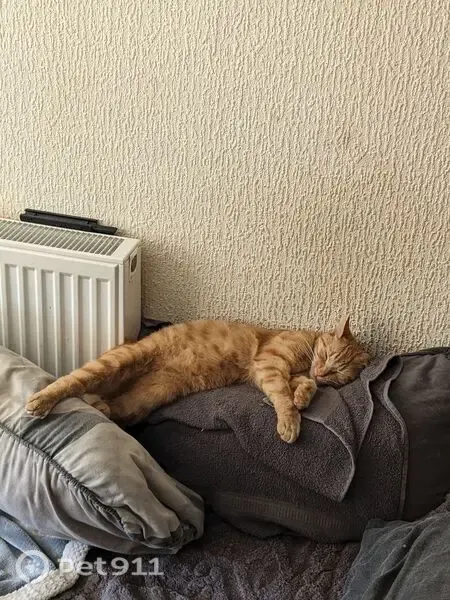 Lost cat, Marescroft Road, London — 1-year-old ginger male with two black whiskers - photo