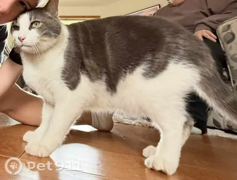 Lost male cat, US 169, Coleraine, Coleraine — grey and white tuxedo - photo